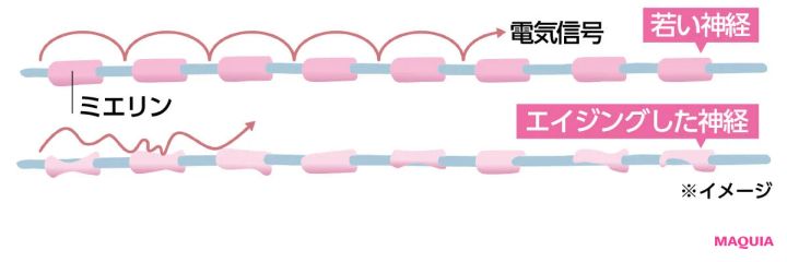 神経のエイジングとは 神経のカバー「ミエリン」が変形し電気信号の流れが悪くなる