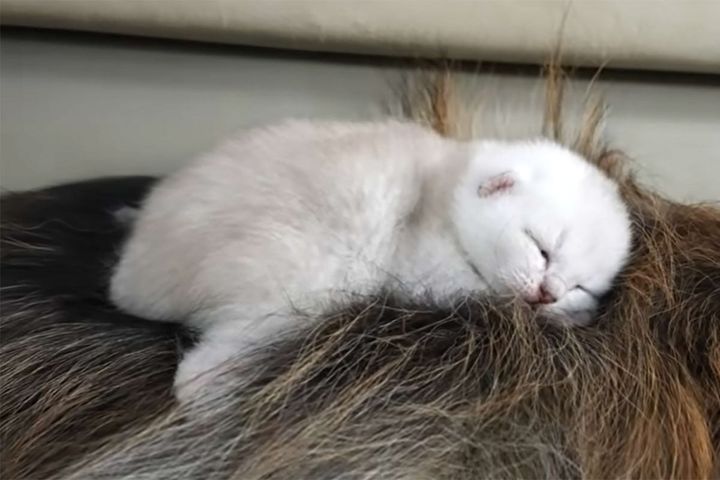 ジャーマン・シェパードが愛情深い…！！