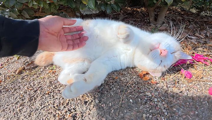 ナデナデされる猫