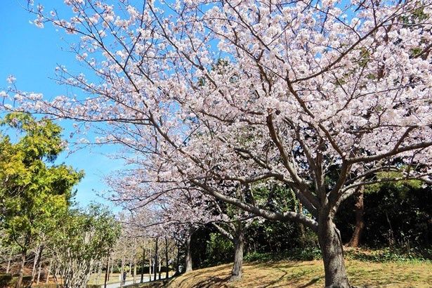 「葛西臨海公園」は、豊かな自然に囲まれ、くつろいでお花見できる 画像提供：葛西臨海公園