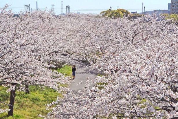 「小松川千本桜」は、南北約2キロにわたり桜が楽しめる 画像提供：江戸川区