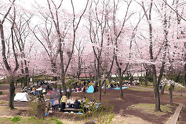 お花見BBQでにぎわう「こども自然公園」 画像提供：こども自然公園