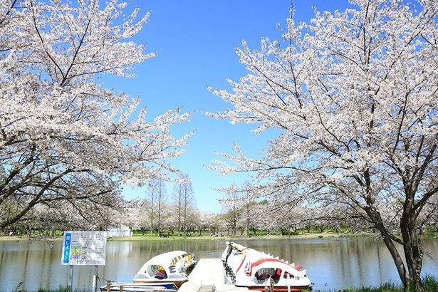 「ホットスタッフ川越パーク(川越水上公園)」の桜 画像提供：ホットスタッフ川越パーク