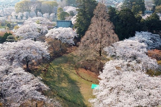 約2000本の桜が咲き誇る「清水公園」 画像提供：清水公園