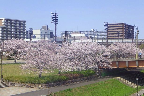 ソメイヨシノと大島桜を中心に、大山桜など多彩な種類の桜が見られる「大島小松川公園」 画像提供：(C)アメニス東部地区グループ