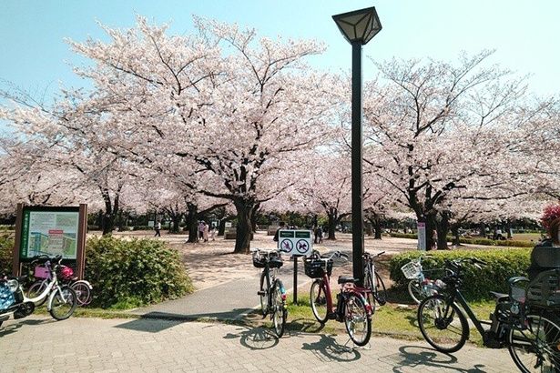 「木場公園バーベキュー広場」の桜 画像提供：木場公園サービスセンター
