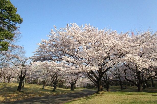 「所沢航空記念公園」の桜 画像提供：所沢航空記念公園