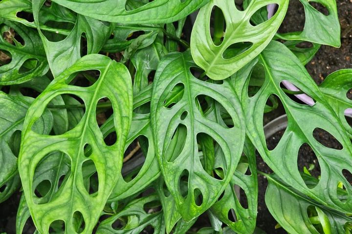 マドカズラとも呼ばれるモンステラの仲間