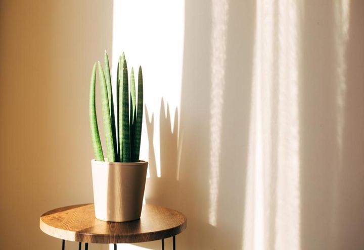 棒状のサンセベリア・キリンドリカ