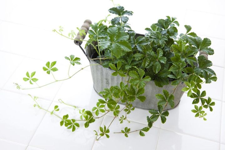 ‛シュガーパイン’