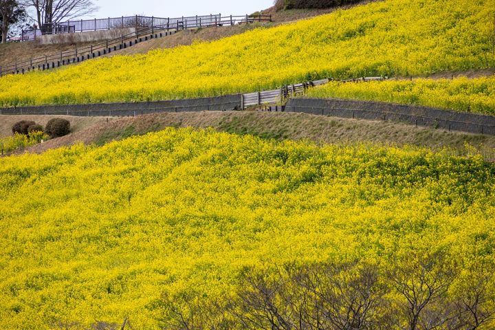 都心から90分。一瞬で「春の真ん中」へ降り立つ、最も手軽な魔法