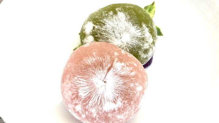 2026年春の新商品「お餅スイーツ」が激！激！！激うまだった【無印の桜シリーズ】他社の類似商品と比較しても圧倒的におすすめ