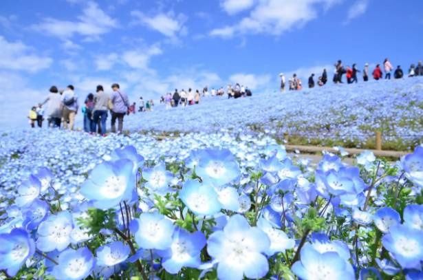 青空の下、みはらしの丘を埋め尽くす530万本のネモフィラが織り成す絶景。春の国営ひたち海浜公園で広がる一面ブルーのパノラマ