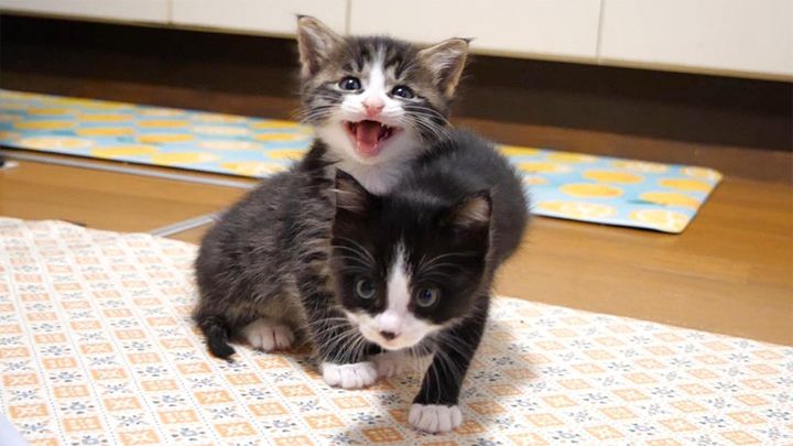 食べてないフリ作戦をする子猫達