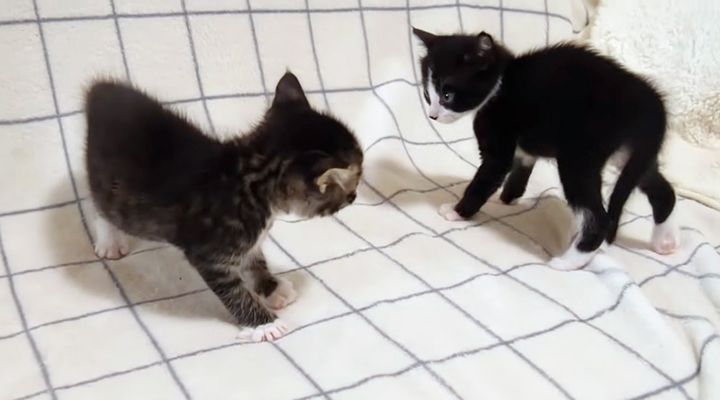 プロレスごっこをする子猫達