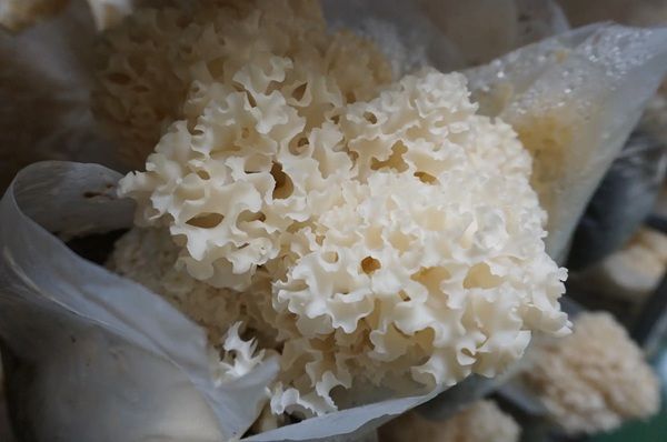 【東京都中央区・神奈川県横浜市・石川県金沢市】森の環が、タニタカフェでプレミアム花びら茸「DDハナビラ」を使ったメニューを提供