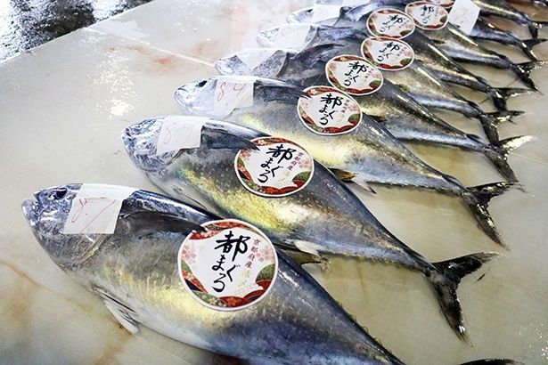 通称“海の京都”で赤身もトロも楽しめる「都まぐろ」を味わう！観光列車「丹後あかまつ号」や絶景露天風呂を楽しむごほうび旅へ