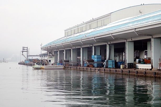 魚のセリが行われる舞鶴漁港