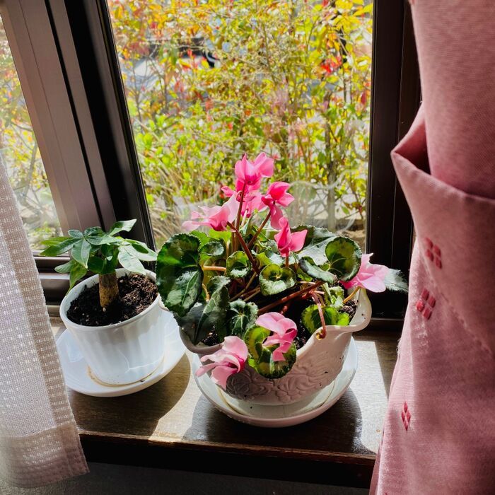 お菓子に入っている〈乾燥剤〉捨てないで！お役立ちアイデアを大発見♪