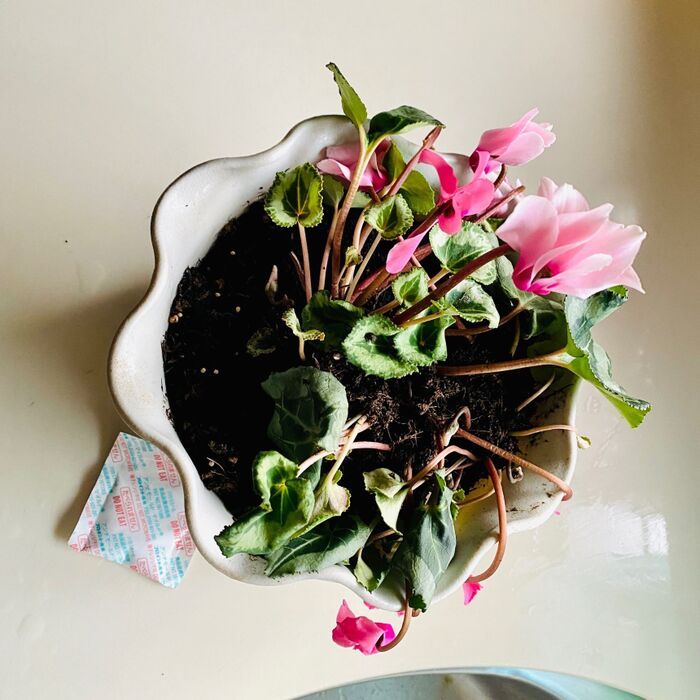 お菓子に入っている〈乾燥剤〉捨てないで！お役立ちアイデアを大発見♪