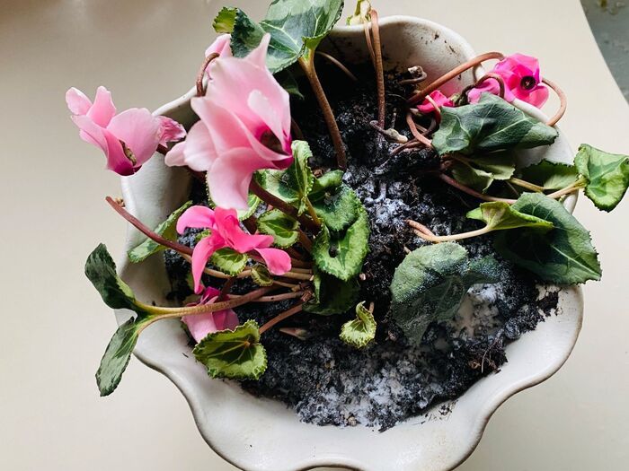 お菓子に入っている〈乾燥剤〉捨てないで！お役立ちアイデアを大発見♪