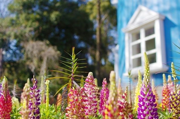 3月中旬ごろから約2000本のルピナスが咲く