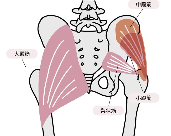 大臀筋＿大殿筋