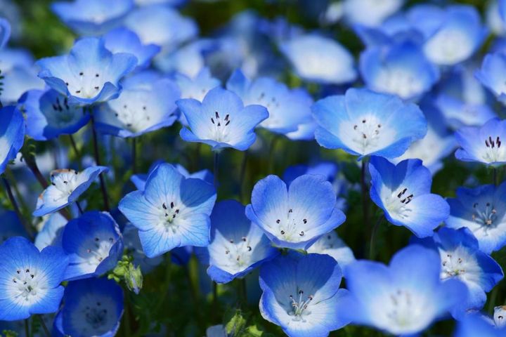 春にたくさん咲く「青い花」8選 おすすめの一年草＆多年草【ガーデニング】