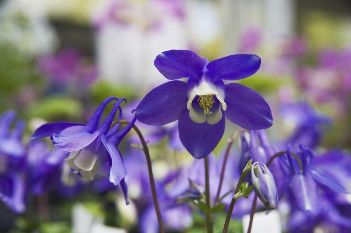 ミヤマオダマキ