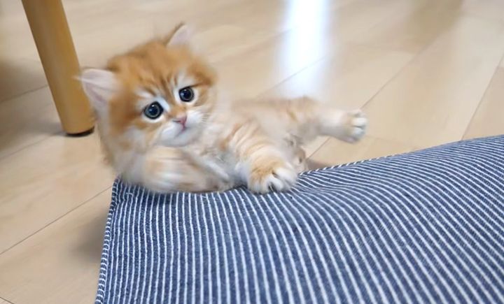 転げ落ちる子猫