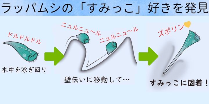 空色のラッパムシの「すみっこ好き」を発見――目も脳もない単細胞の空間把握