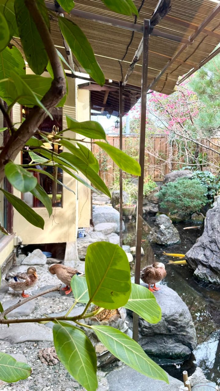 「さくら茶寮」のお庭にある池