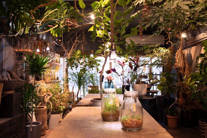 癒やしの森・清澄白河「LUFF」で見つける、ボタニカルギフト～水もいらない放置植物って？