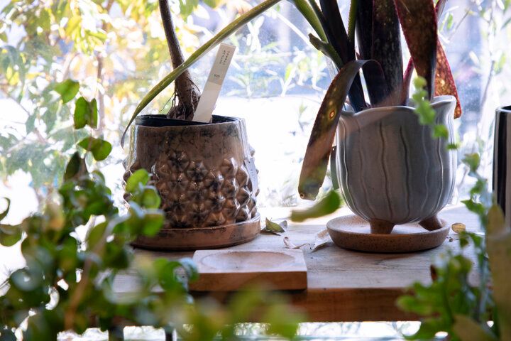 癒やしの森・清澄白河「LUFF」で見つける、ボタニカルギフト～水もいらない放置植物って？