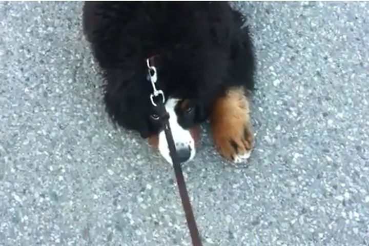 散歩を全力で拒否するバーニーズ・マウンテンドッグ！カワイイ……