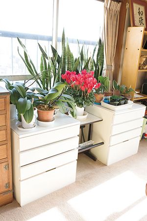 お気に入りの植物たちはそのまま、使いやすさがアップした窓際