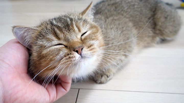 ナデナデされる猫
