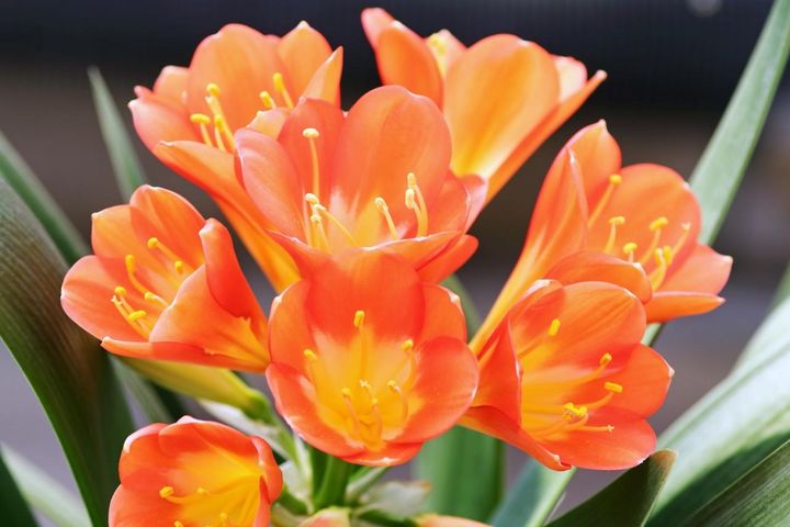 3月12日の花とは？【366日の誕生花と幸せの花言葉】