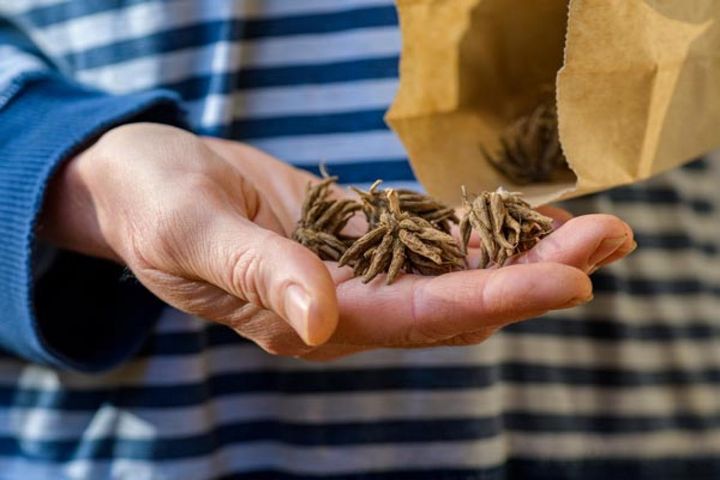 乾燥している市販の球根