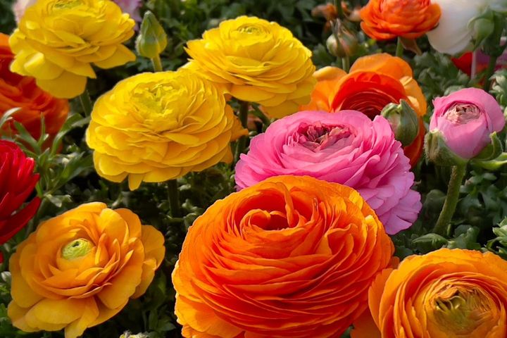 ラナンキュラスの育て方。話題の多年草タイプも！【ガーデニング】