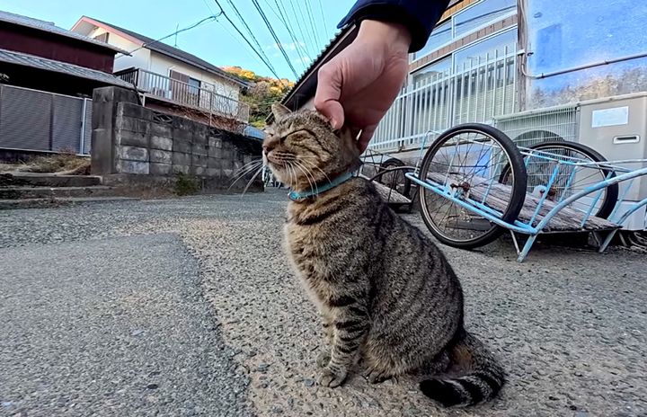 撫でられる猫
