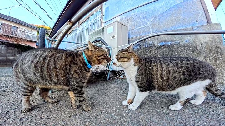 鉢合わせしたライバル猫