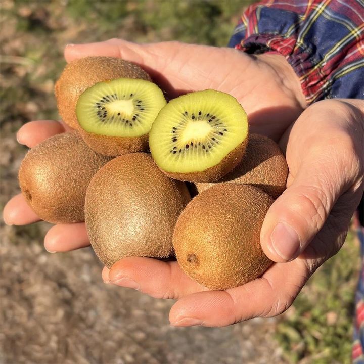 CHIZUFARMの小ぶりなキウイフルーツ