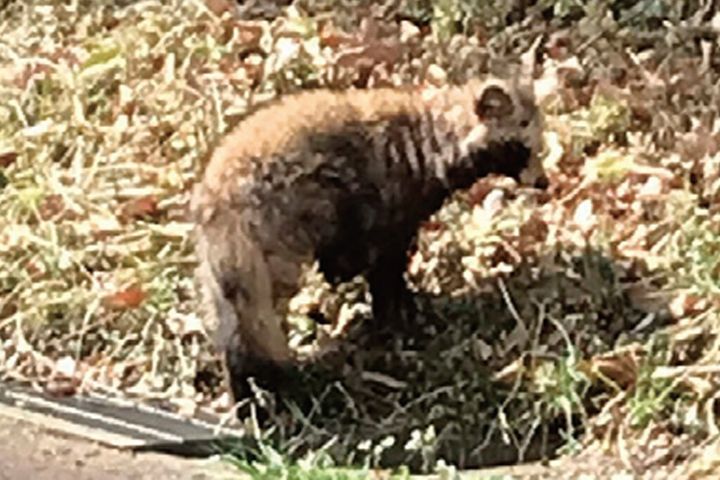 【聖地巡礼】ジブリ『平成狸合戦ぽんぽこ』ラストの夜景へ｜ゆうひの丘と桜ヶ丘の激坂を駆ける