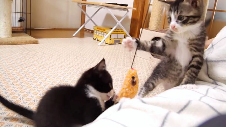 オモチャで遊ぶ子猫達