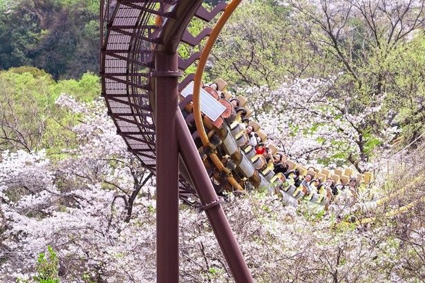 桜の中を駆け抜けるジェットコースター「バンデット」