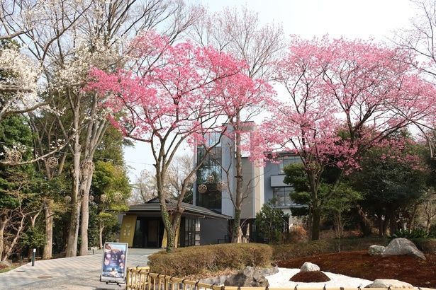 多摩緋桜が出迎える「花景の湯」