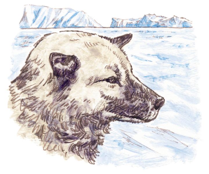 うえむらのぶこ イラスト