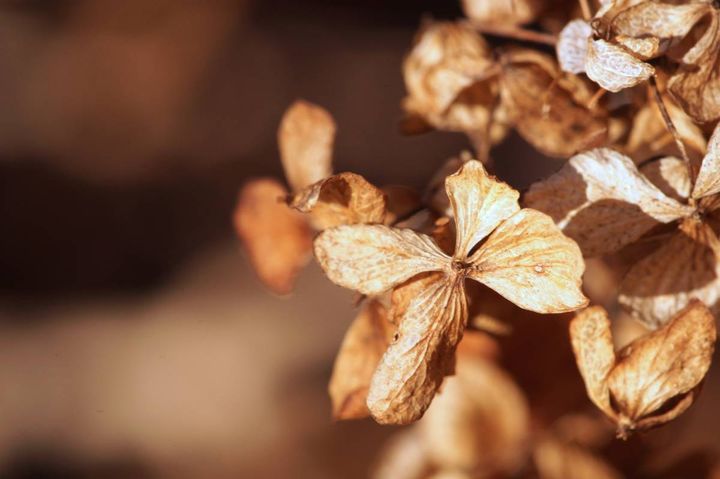 窓 健康運 下がる 枯れた植物