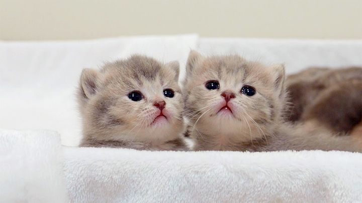 目を輝かせながら見つめる子猫達